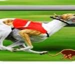 Dog Racing Betting